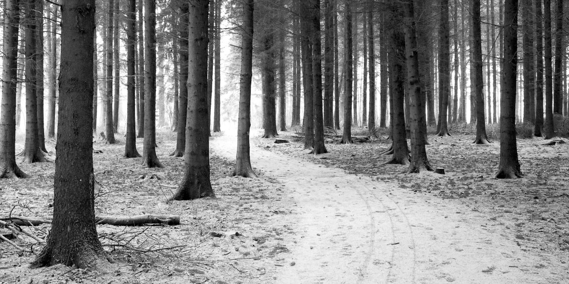 fsc-sertifisert tømmer